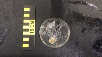 Media type: image;   Invertebrate Zoology 153120 Description: live specimen;